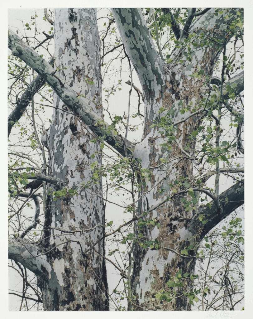 Eliot Porter, Sycamore Tree, Michigan (1973)